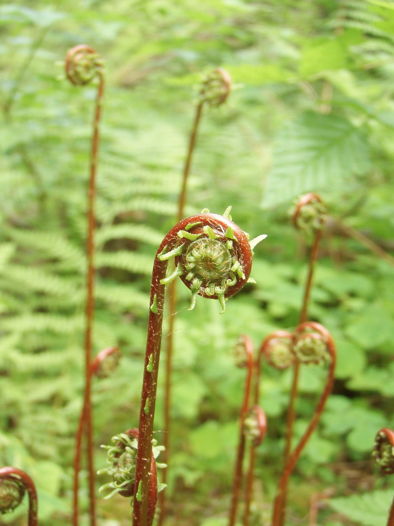deer fern